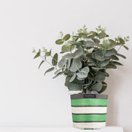 British Colour Standard Eco Woven Plant Pot Cover 19cm in Green, Indigo and Pearl